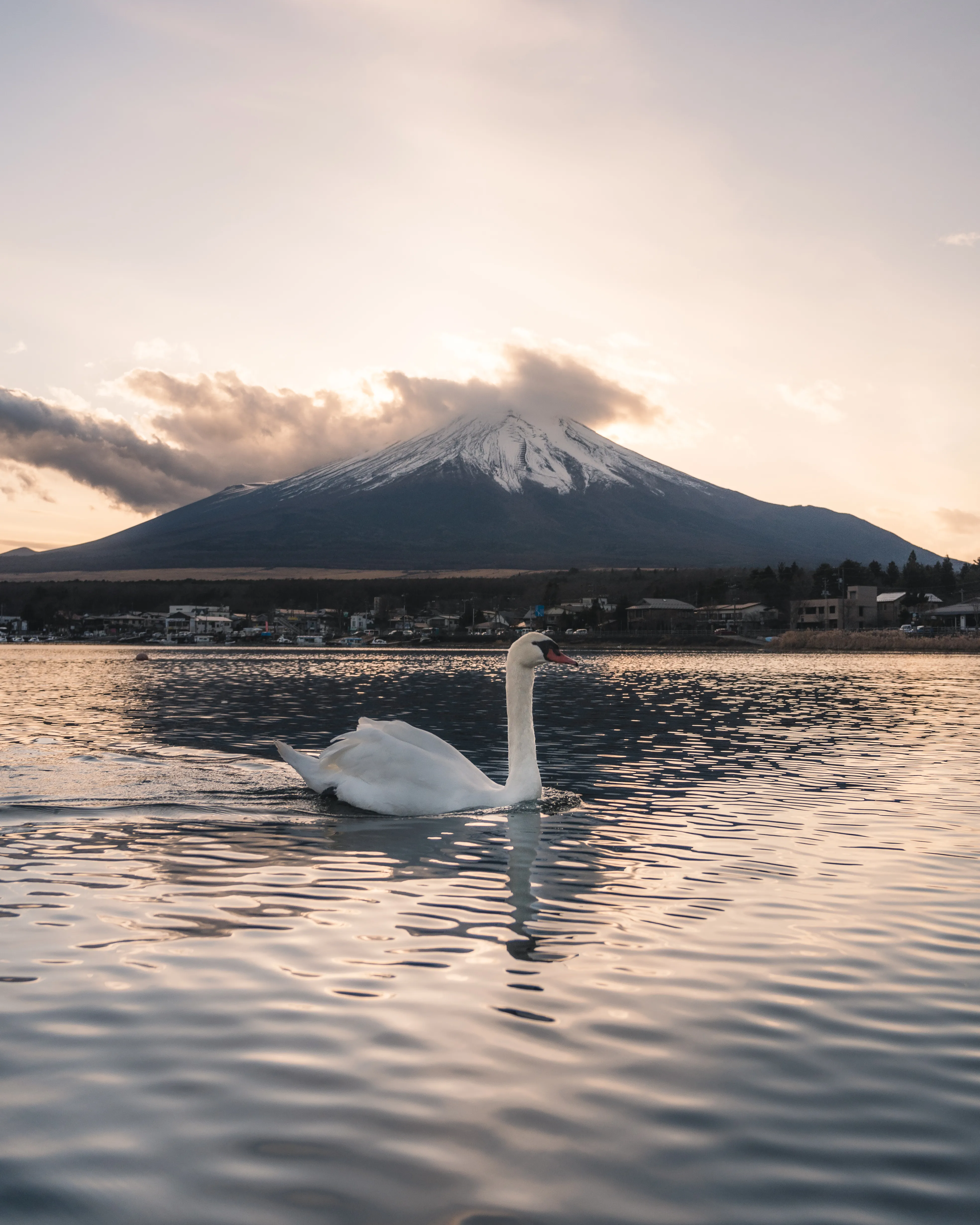 fuji sunset but with a swan