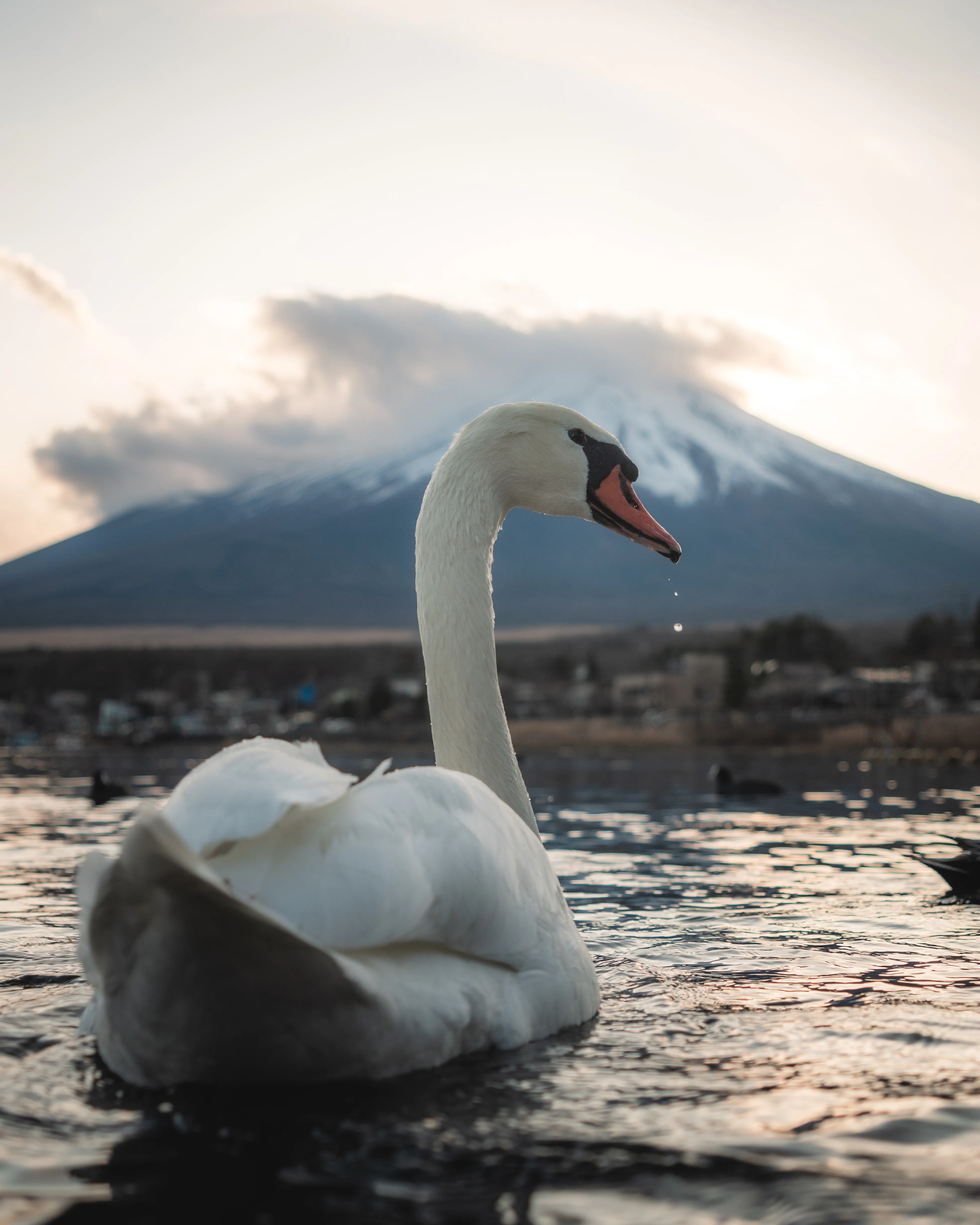 fuji sunset but with a swan but it's a different swan